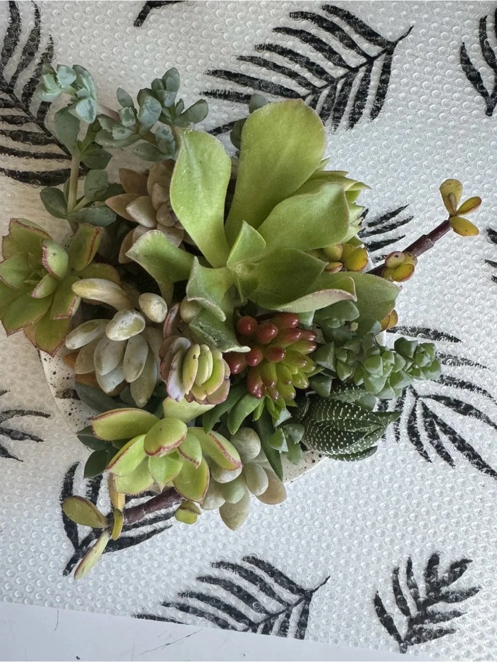 10 Assorted Live Succulent Cuttings | Fresh Garden Clippings DIY Variety Pack